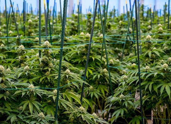 colorado/crested-butte/shop/durango-organics-crested-butte
