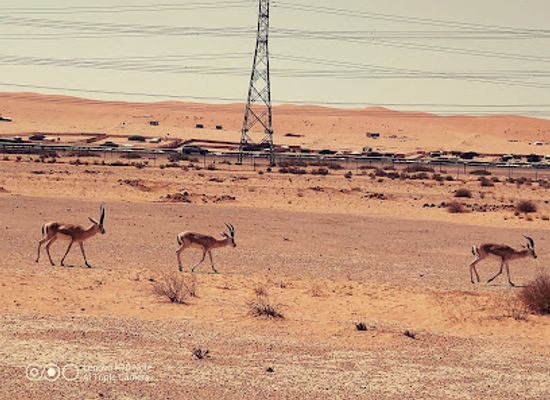saudi-arabia/empty-quarter-desert/shop/king-khalid-royal-reserve