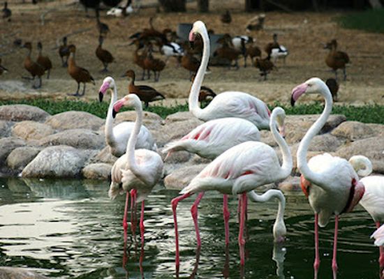 bahrain/al-areen-wildlife-park/shop/al-areen-garden