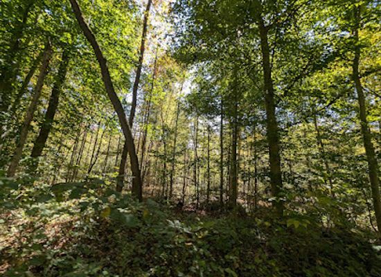 kentucky/carter-caves-state-resort-park/shop/tygarts-state-forest