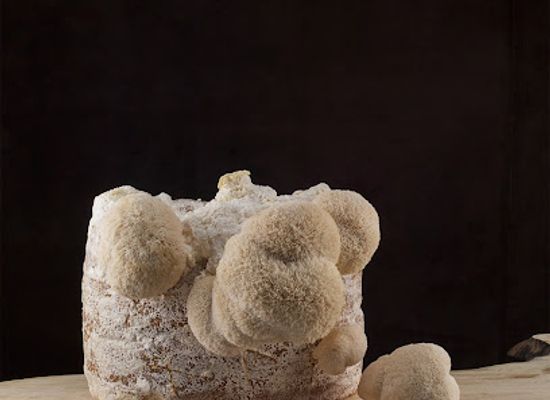 netherlands/rivierenland/shop/cnc-exotic-mushrooms-b-v
