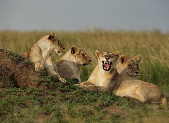 zambia/victoria-falls/shop/encounter-africa