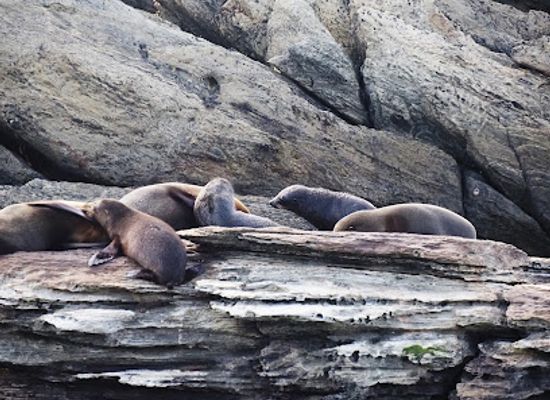 new-zealand/chatham-islands/shop/seal-colony
