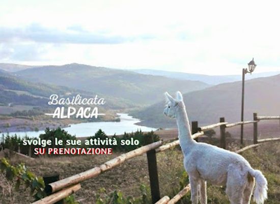 italy/basilicata/shop/basilicatalpaca-di-manuela-e-canio-caruso-snc