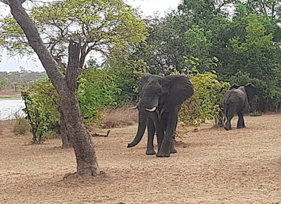 malawi/kasungu-plain/shop/kasungu-national-park