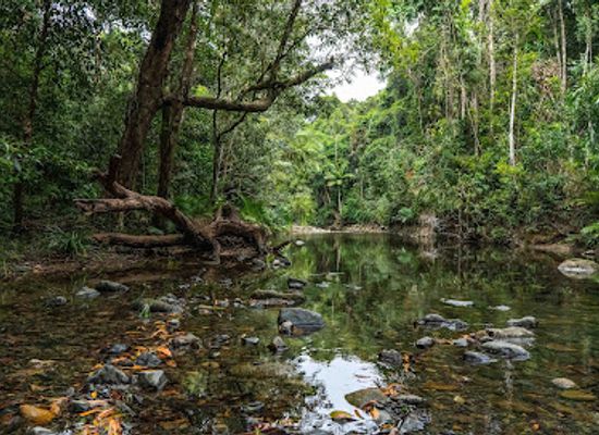 australia/cape-tribulation/shop/emmagen-creek