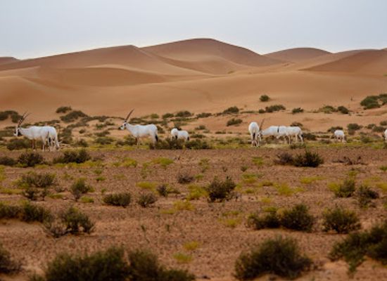 united-arab-emirates/dubai-desert-conservation-reserve/shop/dubai-desert-conservation-reserve-offices