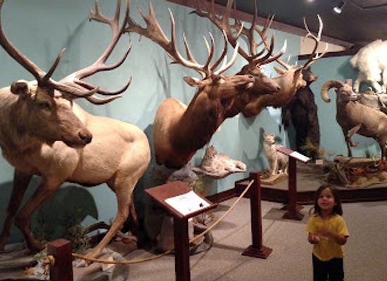 montana/the-missouri-river-country/shop/the-children-s-museum-of-northeast-montana