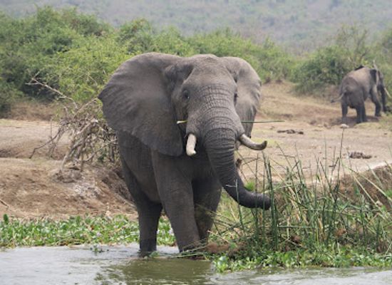 uganda/queen-elizabeth-national-park/shop/queen-elizabeth-national-park