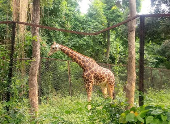 india/patna/sanjay-gandhi-jaivik-udyan/shop/sanjay-gandhi-biological-park-patna