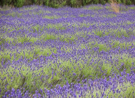 jersey/st-brelade/shop/jersey-lavender-ltd