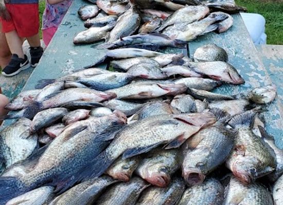 louisiana/toledo-bend-reservoir/shop/toledo-bend-pro-guide-service
