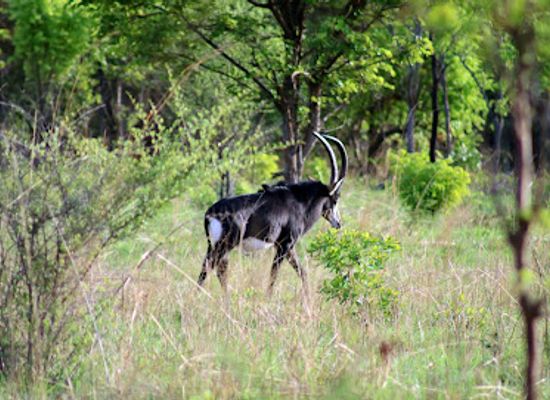 zambia/sioma-ngwezi-national-park/shop/sioma-ngwezi-national-park