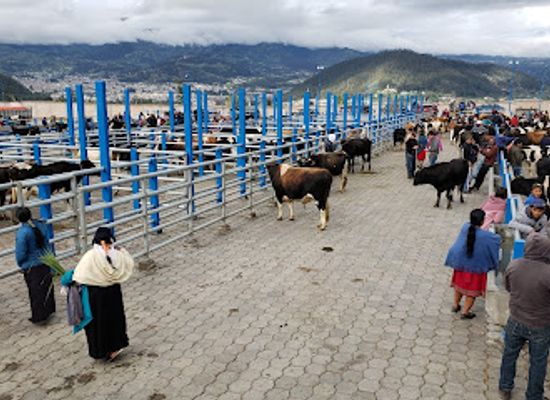ecuador/imbabura-region/shop/new-animal-market
