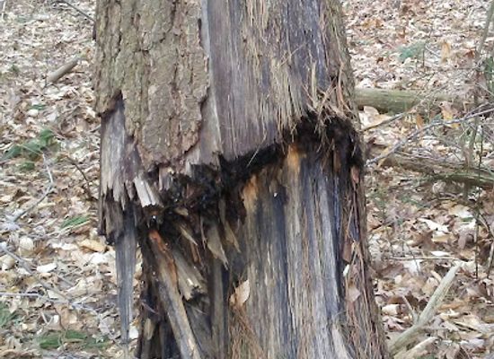 indiana/hoosier-national-forest/shop/hoosier-national-forest