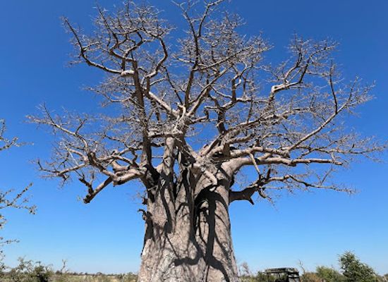 botswana/makgadikgadi-pans/shop/makgadikgadi-pans-national-park