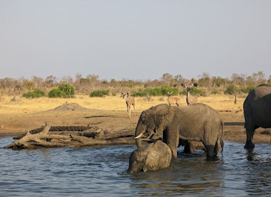 zimbabwe/hwange-national-park/shop/hwange-national-park