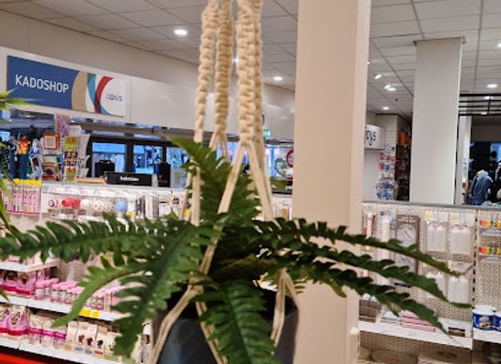 netherlands/drenthe/shop/pipoos