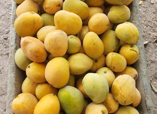 the-gambia/niamina-east/shop/sofanyama-visionary-farm