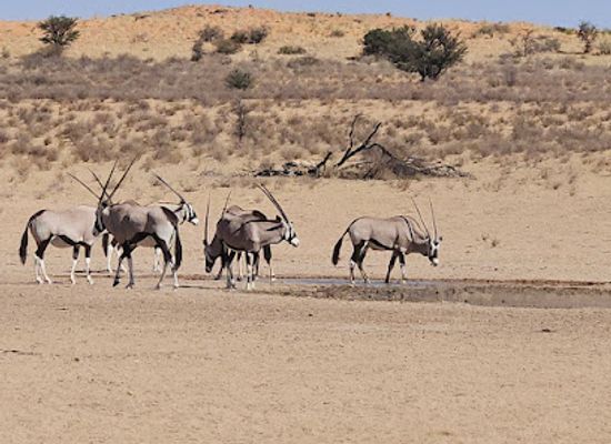 botswana/kgalagadi-district/shop/kgalagadi-transfrontier-park