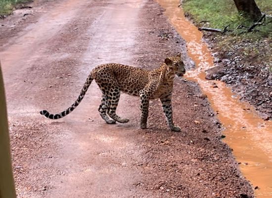 sri-lanka/wilpattu-national-park/shop/visit-wilpattu