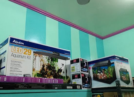 belize/cayo-district/shop/belize-fishbowl