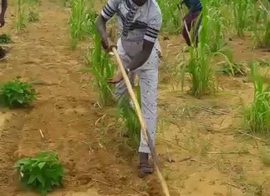 niger/dallol-bosso/shop/guiladje-market