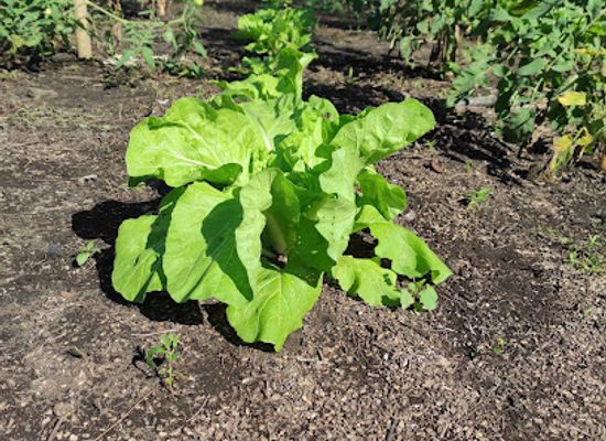 vanuatu/malampa/shop/lonwolwol-organic-garden