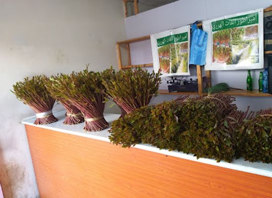 ethiopia/addis-ababa/kirkos/shop/obsa-special-khat