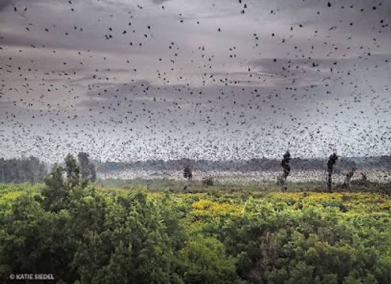 zambia/central-province/shop/kasanka-national-park