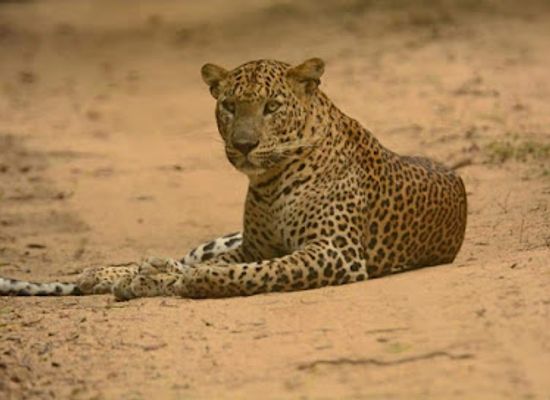 sri-lanka/wilpattu-national-park/shop/wilpattu-safari-service