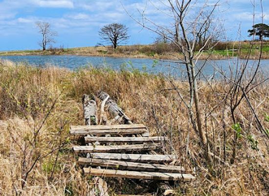 illinois/illinois-beach-state-park/shop/illinois-beach-nature-preserve