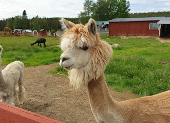 sweden/vasterbotten/shop/mickelbo-farm