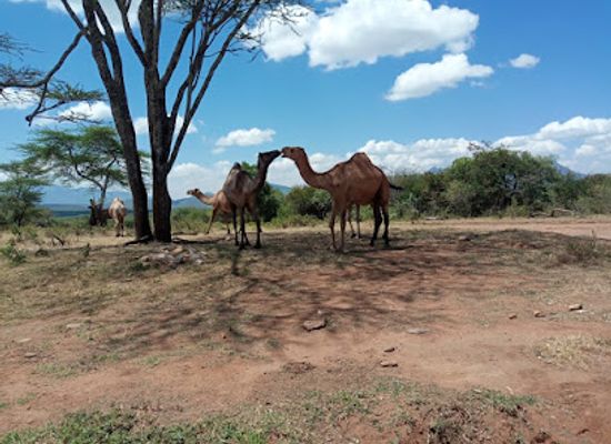 kenya/pokot-region/shop/orolwa-market
