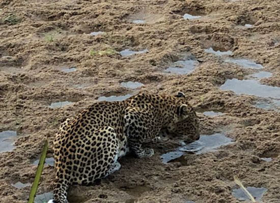tanzania/mikumi-region/shop/camp-lilac-mikumi-safaris-ltd