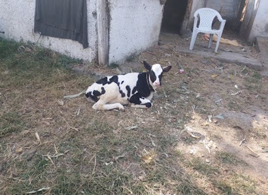 pakistan/kaghan-valley/shop/balakot-dairies