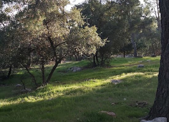 jordan/dibeen-forest/shop/rscn-dibeen-forest-reserve