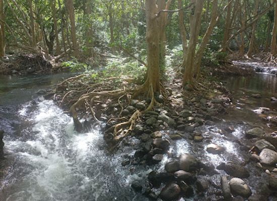 mauritius/black-river-gorges-national-park/shop/black-river-visitors-centre