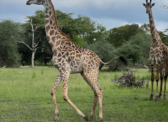 tanzania/selous-game-reserve/shop/nyerere-national-park-selous-game-reserve