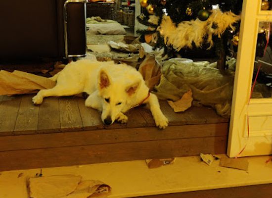 belgium/bruges/shop/jacob-s-conceptstore