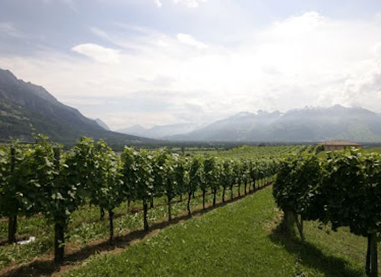 liechtenstein/mauren-region/shop/weinbau-hoop