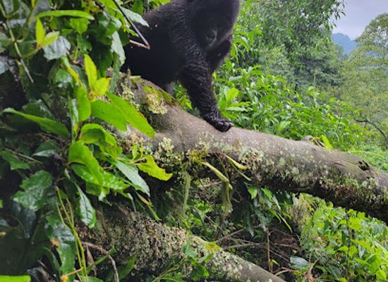 uganda/bwindi-impenetrable-national-park/shop/ruhija-uganda