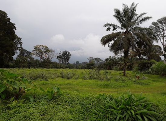 equatorial-guinea/annobon-island/shop/finca-sampaka