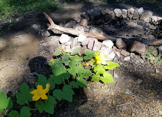 maryland/green-ridge-state-forest/shop/green-ridge-state-forest-campsite-7