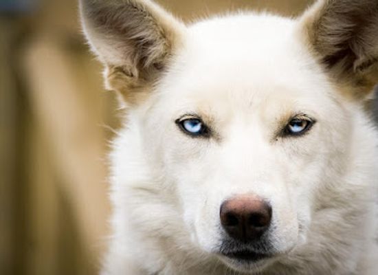 norway/finnmark/shop/holmen-husky-lodge