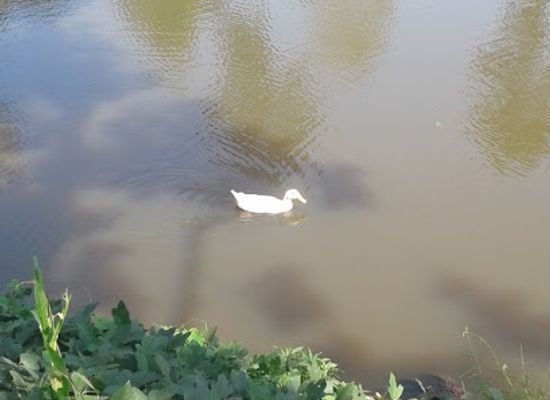 south-carolina/piedmont/shop/crystal-springs-fishing-pond