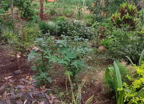 malawi/mulanje-massif/shop/lucky-garden-pavillion