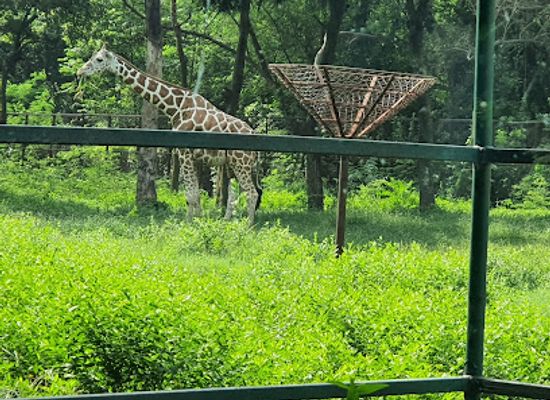 india/patna/sanjay-gandhi-jaivik-udyan/shop/patna-zoo