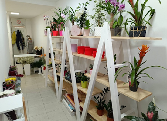 serbia/pirot/shop/cvecara-i-prodavnica-balona-decor-party-b-b-pirot