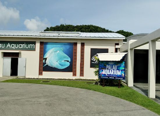 palau/ngeruangel-reef/shop/palau-aquarium